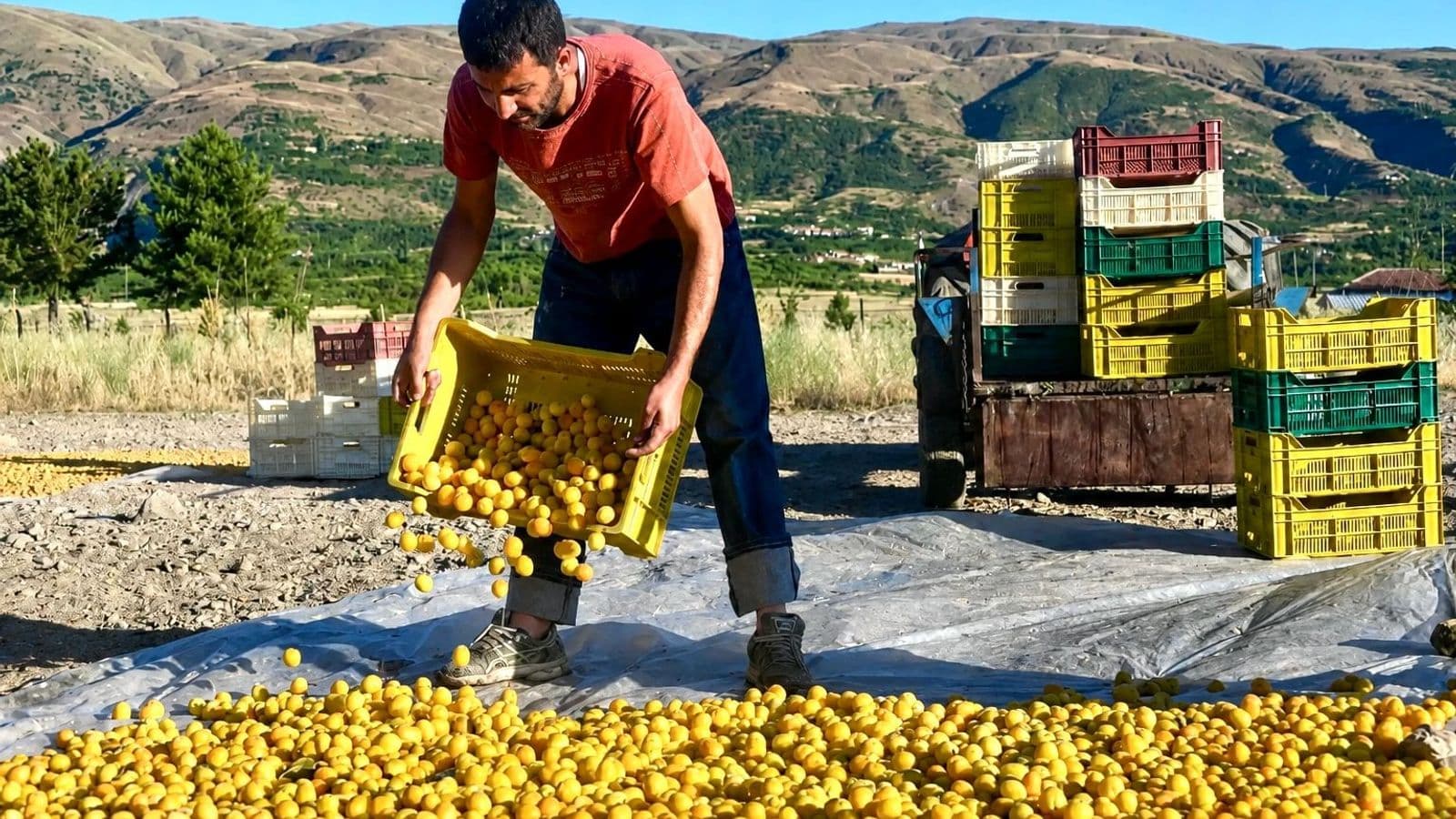 Kayısı Üreticisinin Feryadı: “kazanan Hep Başkası”