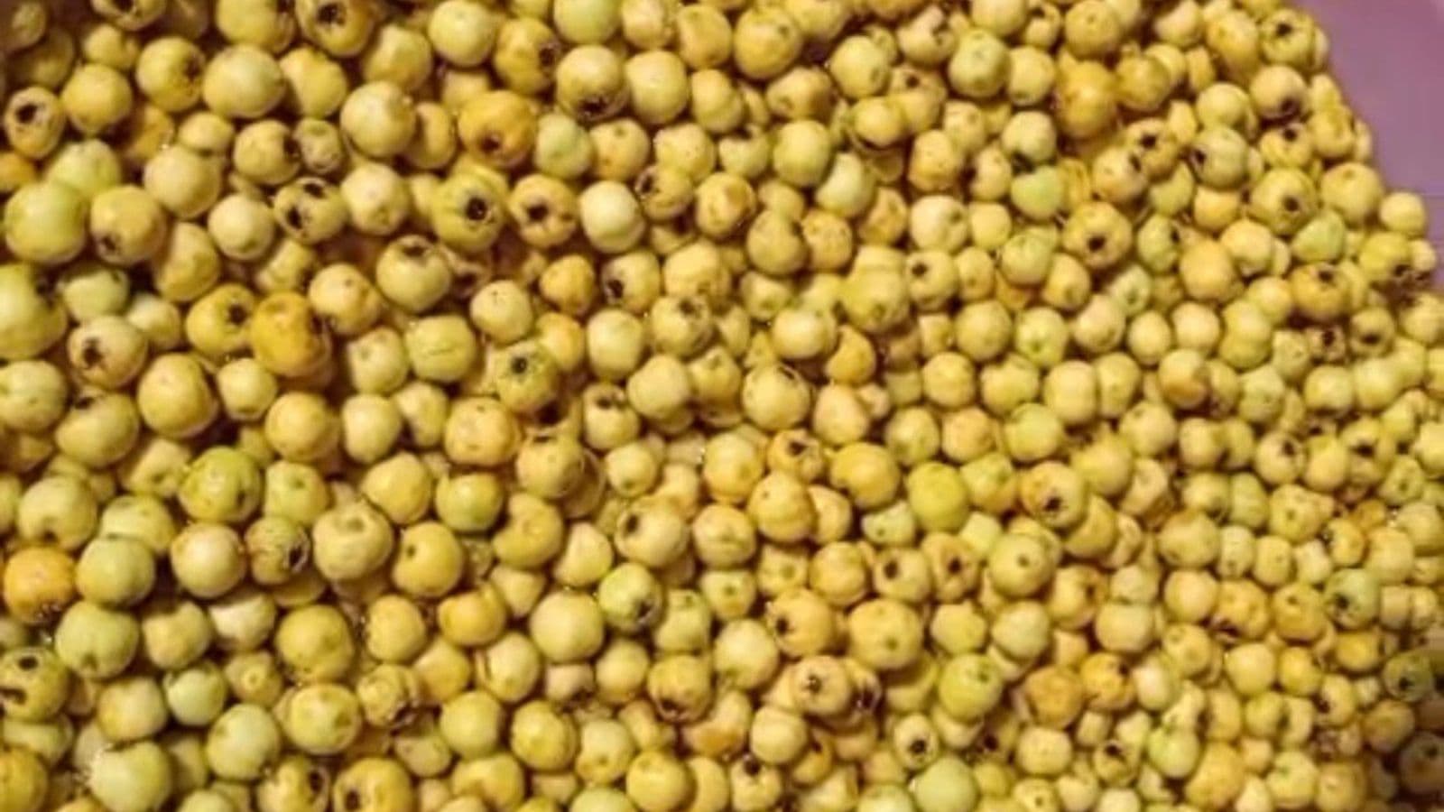 Darende’de Alıçlar Kışlık Marmelata Dönüşüyor