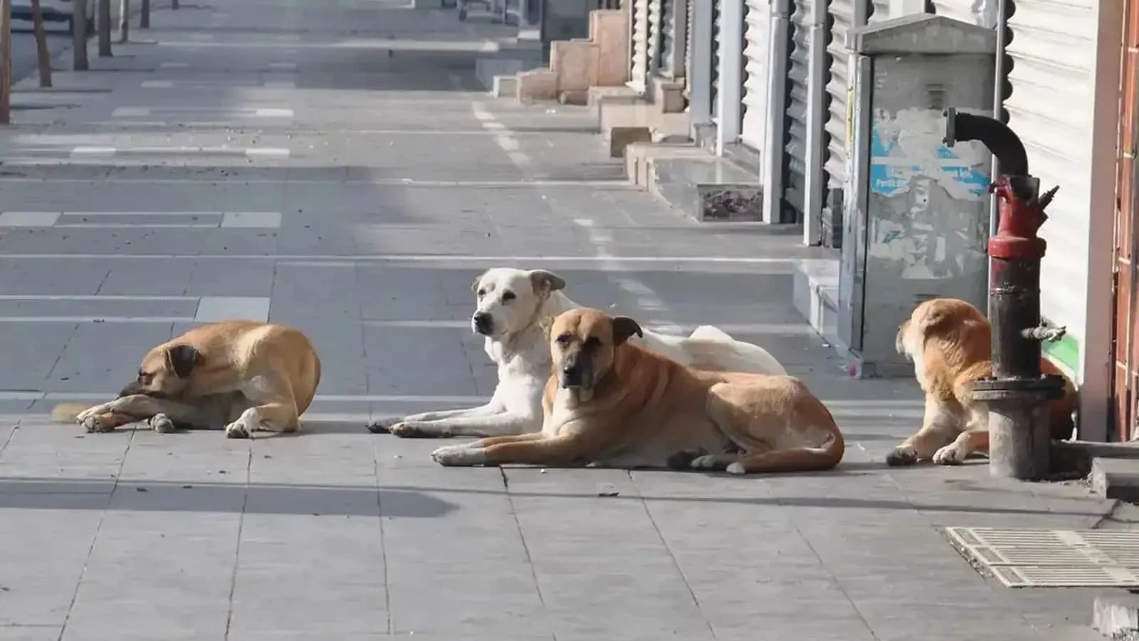 Malatya’da Sahipsiz Hayvanlar için Eylül Denetimi